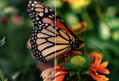 Butterfly_unsplash2 Butterfly_unsplash2